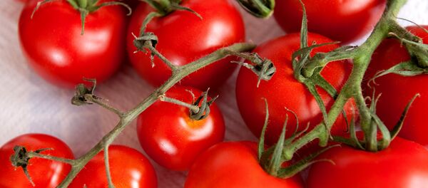 Tomates - Sputnik Brasil