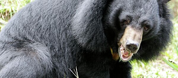 Um urso - Sputnik Brasil