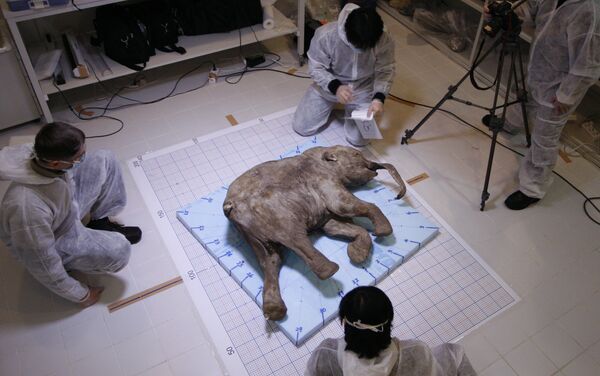 Cientistas examinam pequeno mamute de 37.000 anos de idade encontrado em 2008 - Sputnik Brasil