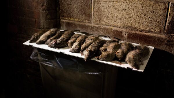 Rats are displayed in a lower Manhattan alley after being caught and killed by small hunting dogs - Sputnik Brasil