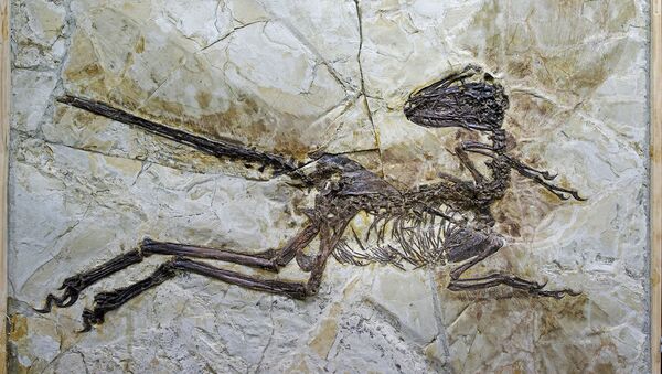 Os fósseis de dinossauro - Sputnik Brasil