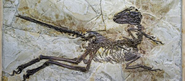 Os fósseis de dinossauro - Sputnik Brasil