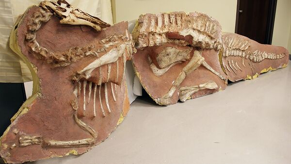 Os restos de dinossauro - Sputnik Brasil