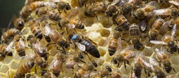 Abelhas - Sputnik Brasil