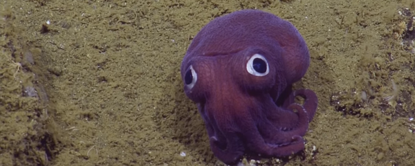 Um pequeno polvo extraordinário - Sputnik Brasil
