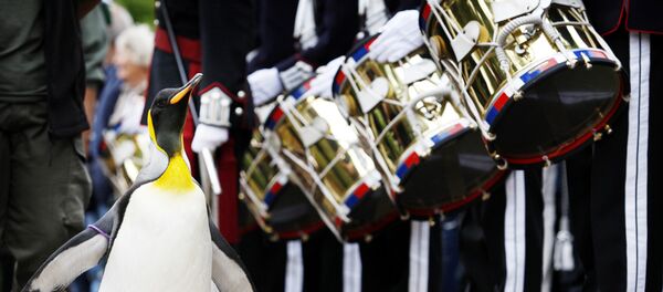 Em 2008, Nils Olav virou Sir, ou seja, cavaleiro - Sputnik Brasil