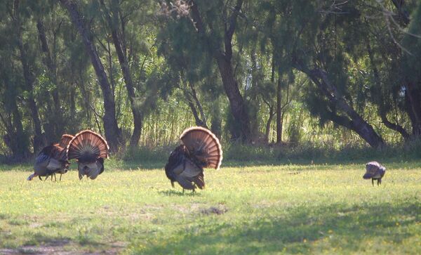 Perus no King Ranch. Marte 25, 2010 - Sputnik Brasil