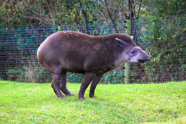 Anta  - Sputnik Brasil