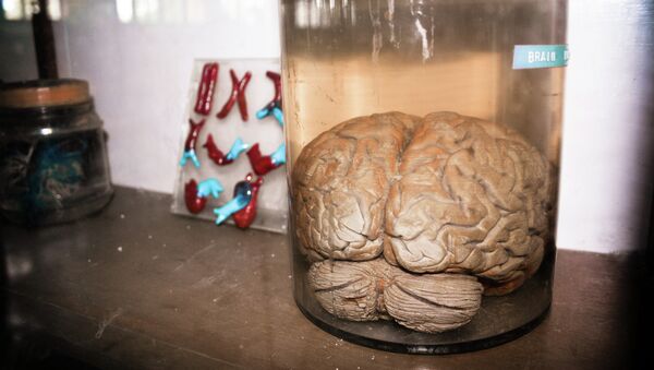 Um cérebro - Sputnik Brasil