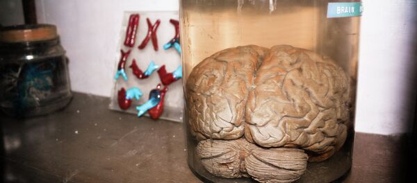 Um cérebro - Sputnik Brasil