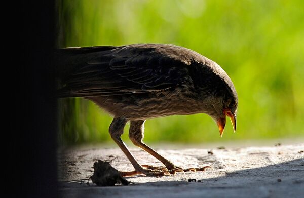 Ave da espécie Turdus amaurochalinus na Argentina, em 4 de novembro de 2009 - Sputnik Brasil