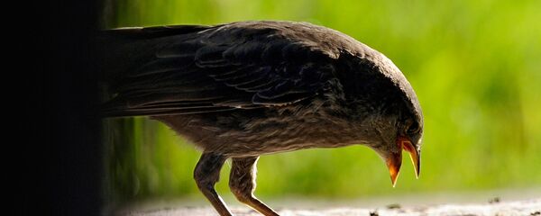 Pássaro (imagem referencial) - Sputnik Brasil