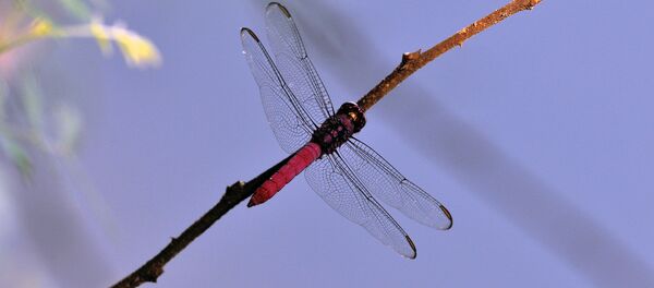 Libelula pesquisa - Sputnik Brasil