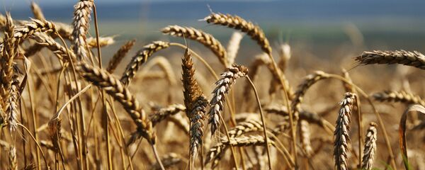 Trigo russo - Sputnik Brasil