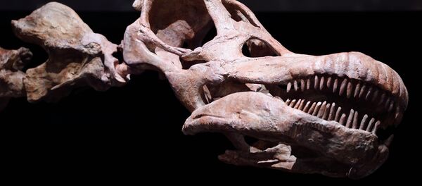 Titanossauro, maior dinossauro exibido no Museu Histórico Nacional em Nova York, 2016 - Sputnik Brasil