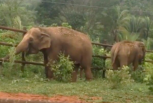 Após maus-tratos, elefantas são libertadas em novo Santuário brasileiro Após maus-tratos, elefantas são libertadas em novo Santuário brasileiro - Sputnik Brasil