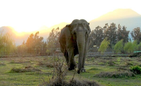 Após maus-tratos, elefantas são libertadas em novo Santuário brasileiro Após maus-tratos, elefantas são libertadas em novo Santuário brasileiro - Sputnik Brasil