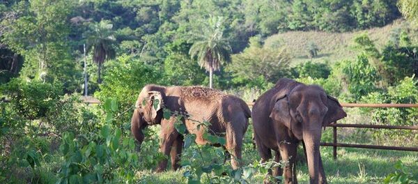 Maia (esq) e Guida (dir) chegaram ao Santuário de Elefantes Brasil. - Sputnik Brasil
