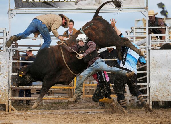 Rodeo no estado australiano de Victoria - Sputnik Brasil