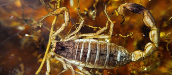 Escorpião dentro de âmbar, coleção do museu Vernadsky em Moscou, Rússia (foto de arquivo) - Sputnik Brasil