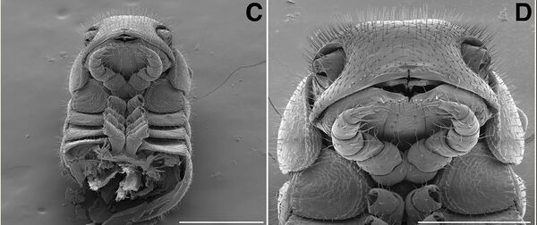 A parte dianteira do corpo de um Illacme tobini (esquerda) e um Illacme plenipes (direita) vista com uma aproximação de 300 (esquerda) e 200 (direita) µm - Sputnik Brasil