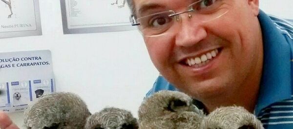Veterinário Jefferson Leite com corujinhas-do-mato resgatadas em Mogi das Cruzes - Sputnik Brasil