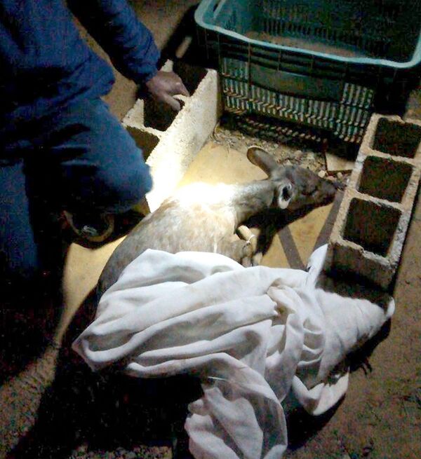 Dr. Dolittle brasileiro luta por animais silvestres em São Paulo - Sputnik Brasil