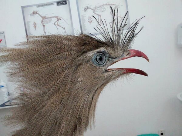 Dr. Dolittle brasileiro luta por animais silvestres em São Paulo - Sputnik Brasil