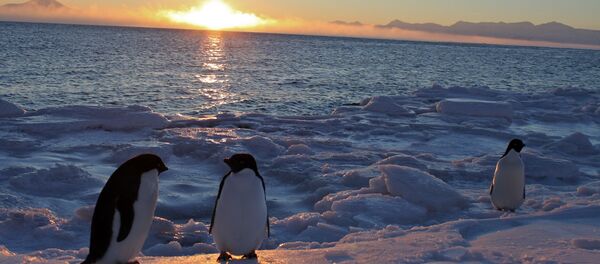 Pinguins-de-adélia no Antártico. Estação McMurdo. 25 de fevereiro, 2011 - Sputnik Brasil