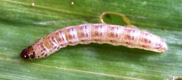Lagarta Chilo partellus - Sputnik Brasil