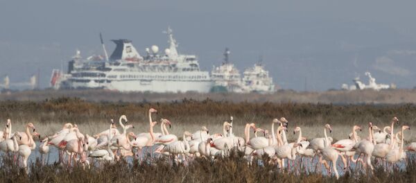 Flamingos se encontram na região da base aérea britânica de Akrotiri, Limassol, Chipre, janeiro de 2016 Flamingos se encontram na região da base aérea britânica de Akrotiri, Limassol, Chipre, janeiro de 2016 - Sputnik Brasil