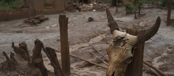 Uma calavera de boi colocada em uma cerca em Paracatu, MG, em 13 de outubro de 2016. Paracatu fica na zona atingida pela lama da barragem da Samarco - Sputnik Brasil