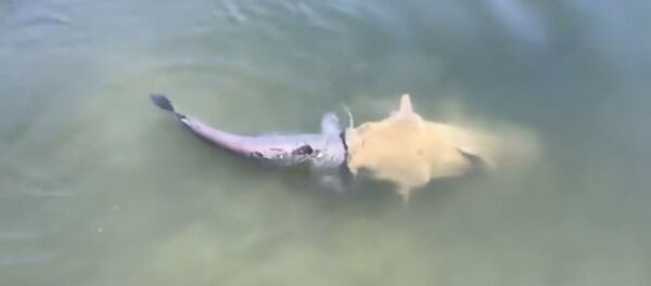 Bagre comendo bagre - Sputnik Brasil