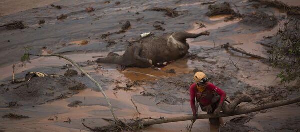 Um socorrista tenta resgatar o corpo de uma vaca morta em Bento Rodrigues, MG, em 8 de novembro de 2015 - Sputnik Brasil
