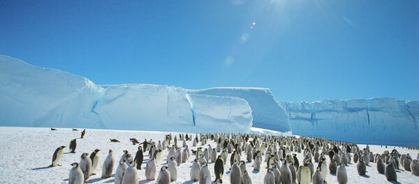 Emperor penguins near the Mirny Soviet Antarctic research station, 1989 - Sputnik Brasil