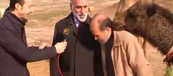 Camelo interrompe a reportagem Camelo interrompe a reportagem - Sputnik Brasil