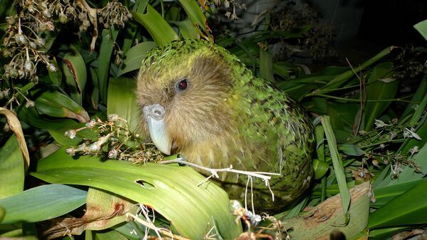 Aves que não conseguem voar: o kakapo - Sputnik Brasil