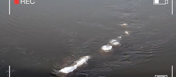 O Monstro do Lago Ness se mudou para o Alasca? - Sputnik Brasil