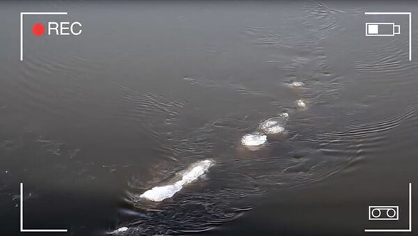 O Monstro do Lago Ness se mudou para o Alasca? - Sputnik Brasil