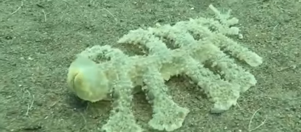 Criatura ‘extraterrestre’ de 13 pernas e cabeça transparente vista em Bali - Sputnik Brasil