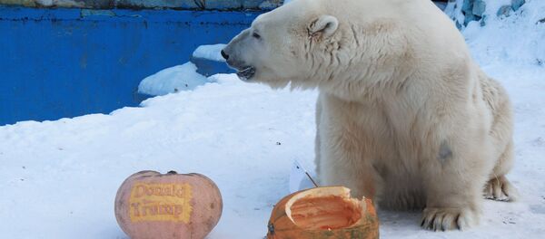 Urso polar que previu a vitória de Trump vira novo ‘profeta’ e recebe bolo - Sputnik Brasil