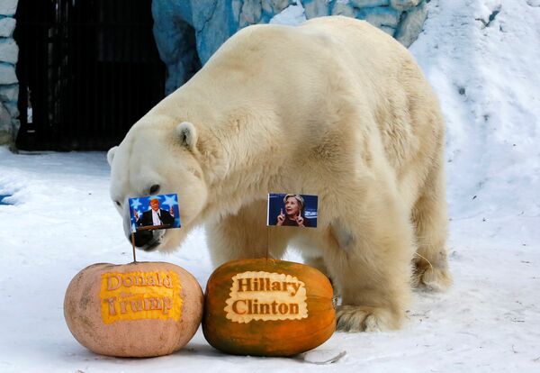O urso polar Félix junto às abóboras com retratos dos candidatos à presidência norte-americana, Hillary Clinton e Donald Trump, fazendo a previsão dos resultados, no Jardim Zoológico de Royev Ruchey, na cidade de Krasnoyarsk, Sibéria, em 7 de novembro de 2016 - Sputnik Brasil