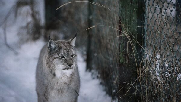 Lince - Sputnik Brasil