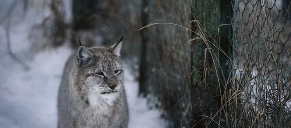 Lince - Sputnik Brasil