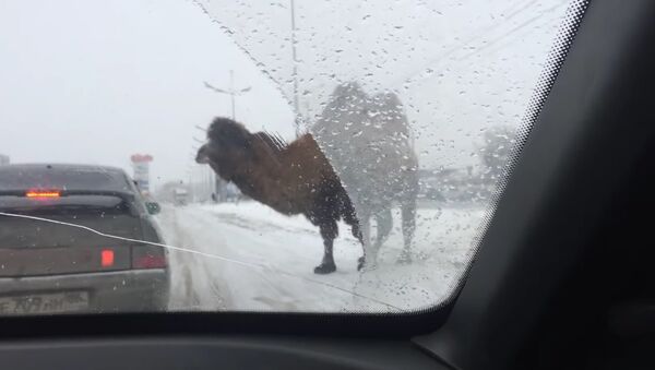 Camelo é avistado na Rússia perto da estrada no meio da neve - Sputnik Brasil