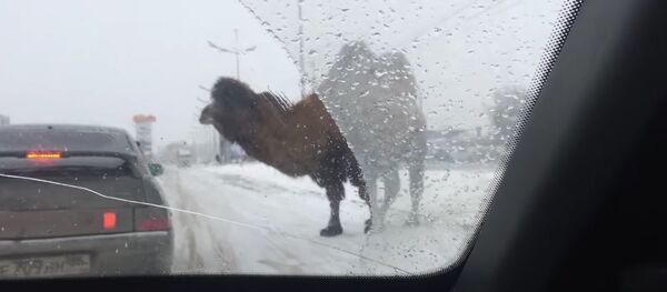 Camelo é avistado na Rússia perto da estrada no meio da neve - Sputnik Brasil