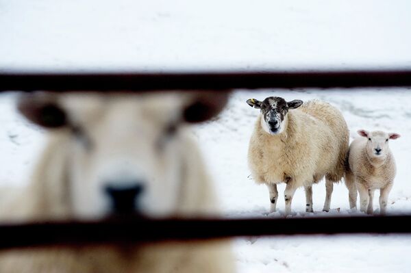 Uma ovelha e seu carneiro em um campo coberto de neve de Stirlingshire, na Escócia, em 30 de março de 2010 Uma ovelha e seu carneiro em um campo coberto de neve de Stirlingshire, na Escócia, em 30 de março de 2010 - Sputnik Brasil