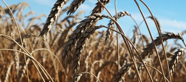 Colheita de trigo, Rússia - Sputnik Brasil