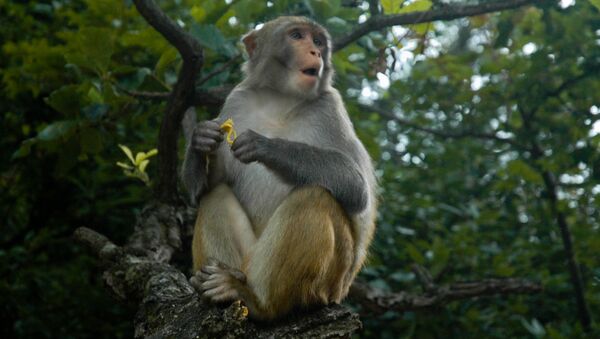 Macaco chinês - Sputnik Brasil