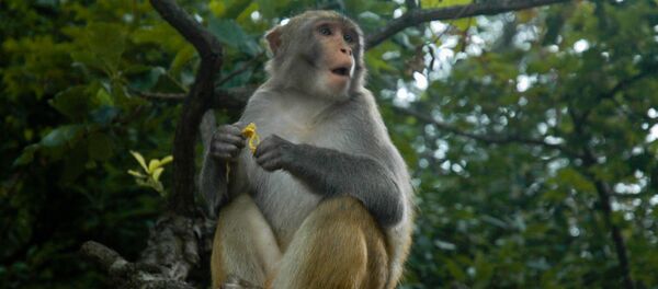 Macaco chinês - Sputnik Brasil